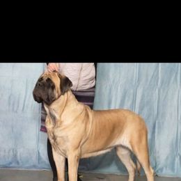 Alibi - Mastiff