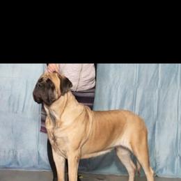 Alibi - Mastiff