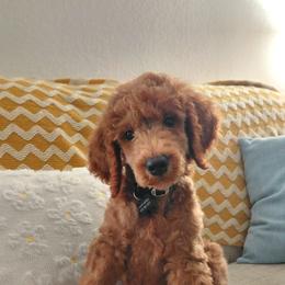 Poodle Puppies from Ramsey Therapy Dogs