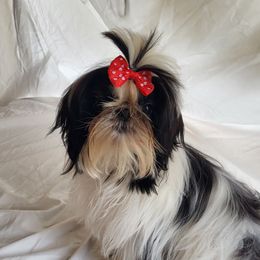 Fancy - Shih Tzu