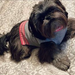 Groot - Shih Tzu