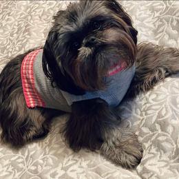 Groot - Shih Tzu