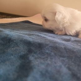 Blizzard - White male Pekingese puppy in Burns, Kansas from Pekingese Dynasty