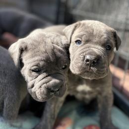Cane Corso and Lowchen Puppies from High Royal Kennel