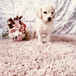 Bernedoodle and Labradoodle Puppies from Royal Doodles