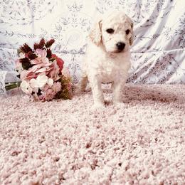 Bernedoodle and Labradoodle Puppies from Royal Doodles