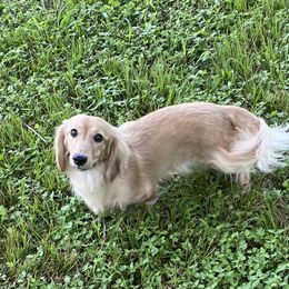 Dachshund All Grown Up from Rosehill Dachshunds