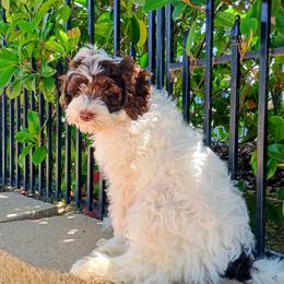 Peppermint Patty - Chocolate female Australian Labradoodle puppy in Atascadero, California from Classic Poodles and Doodles