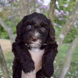Australian Labradoodle Puppies from Australian Heritage Labradoodles