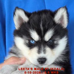 Boy 2 - Red and white male Siberian Husky puppy in Manilla, Iowa from Bruck's Siberian Huskies