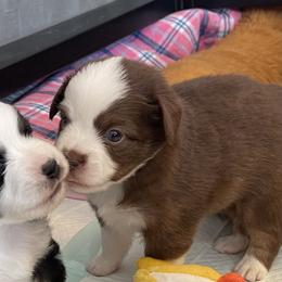 Boy 3 - Toy Australian Shepherd puppy in Clarendon, Texas from Seminole Ranches - Toy/Mini Aussies