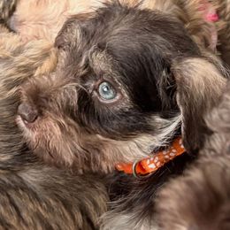 Orange - Liver male Miniature Schnauzer puppy in Griggsville, Illinois from Stephenson’s Mini Schnauzer’s