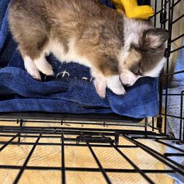 Pembroke Welsh Corgi Puppies from Sugarbush Corgis