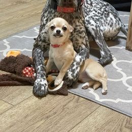 Chihuahua Puppies from Bravo Chihuahuas