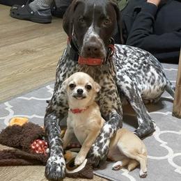 Chihuahua Puppies from Bravo Chihuahuas