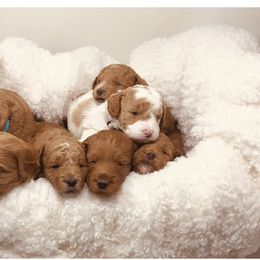 Goldendoodle Puppies from Stella’s Stunning Goldendoodles of VA