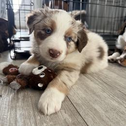 Toastie - Red merle female Australian Shepherd puppy in Niles, Michigan from Tara's Australian Shepherds