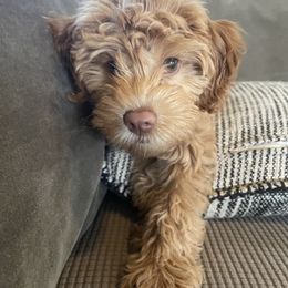 Goldendoodle Puppies from Kindred Goldendoodles