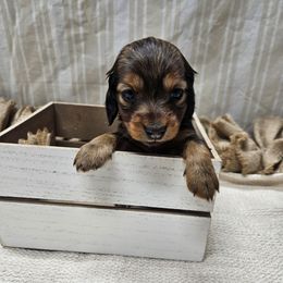 Belle - Red female Dachshund puppy in Anaconda, Montana from Montana Country Dachshunds