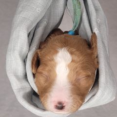 Ruger - Double Doodle puppy in Georgia from Snug-a-Doodles