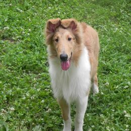 Collie Puppies from Collies Noble Majestic Angels