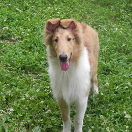 Collie Puppies from Collies Noble Majestic Angels