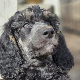 Pax - Phantom male Poodle puppy in New York from Powder Puff Poodles
