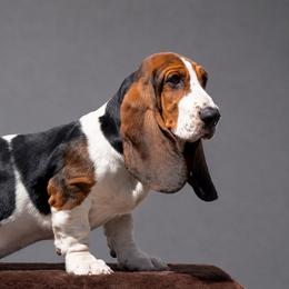 Lorena (Lorrie) - Black brown and white female Basset Hound puppy in Eatonville, Washington from Kylee's Bassets