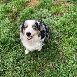 Drizzle - Australian Shepherd