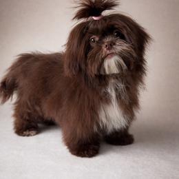 Toes - Liver and white female Shih Tzu puppy in Ocala, Florida from Mimi's Shih-tzus of Ocala