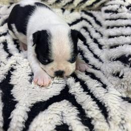 Chole - Black and white female Boston Terrier puppy in Alabama from Southern Bulldogs
