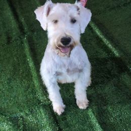 Scarlet - Miniature Schnauzer