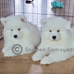 Girl 1 - White female Samoyed puppy in St. Louis, Missouri from SnoDen Samoyeds