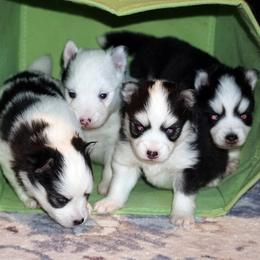 Pomsky puppies from Mountain High Kennels