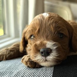 Ferris - Red male Cavapoo puppy in Pleasant Hill, Iowa from Harvest Creek