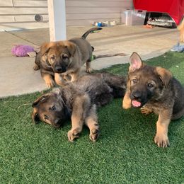 German Shepherd Puppies from Four Pines Ranch