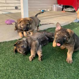 German Shepherd Puppies from Four Pines Ranch