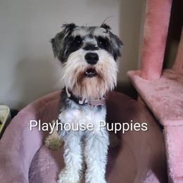 Lyra - Miniature Schnauzer