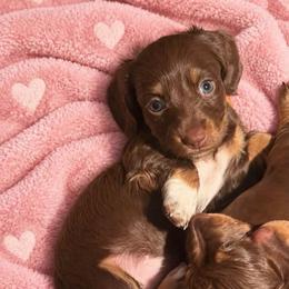 Indie long hair - Chocolate and tan female Dachshund puppy in Lakeland, Florida from Elite Doxies Florida