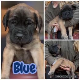 Blue - Apricot male Mastiff puppy in Jonesville, South Carolina from Sunrise Mastiffs