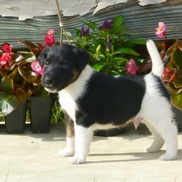 Smooth Fox Terrier and Whippet Puppies from Mardel Robeson