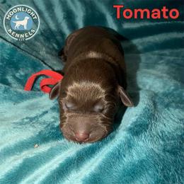 Tomato - Chocolate male Labrador Retriever puppy in Elloree, South Carolina from Moonlight Kennels LLC