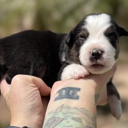 Onyx - Black tri male Miniature American Shepherd puppy in Phoenix, Arizona from Outlaw Minis