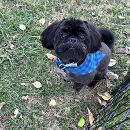 Shiloh - Shih Tzu