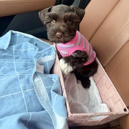 Miniature Schnauzer Puppies from Melissa Knight