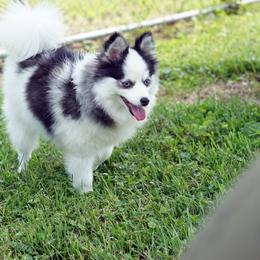 Pomsky, Shetland Sheepdog, and Toy Shetland Sheepdog Puppies from Mountain High Kennels