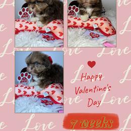 Kingston - Liver and white male Shih Tzu puppy in Coolidge, Arizona from Shih Tzu’s  ‘N’ Love