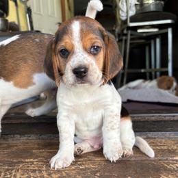 Maggies Munchkin - Black tan and bluetick male Beagle puppy in Brownsville, Oregon from Beagles on the Run