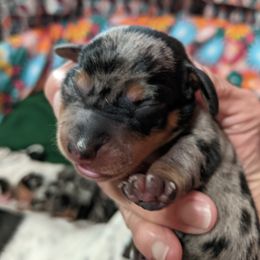 Girl 2 - Dapple Dachshund puppy in Sarasota County, Florida from Donna's Mini Joys