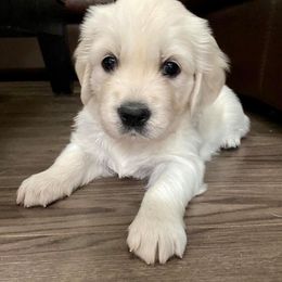 Golden Retriever Puppies from Norterra Goldens